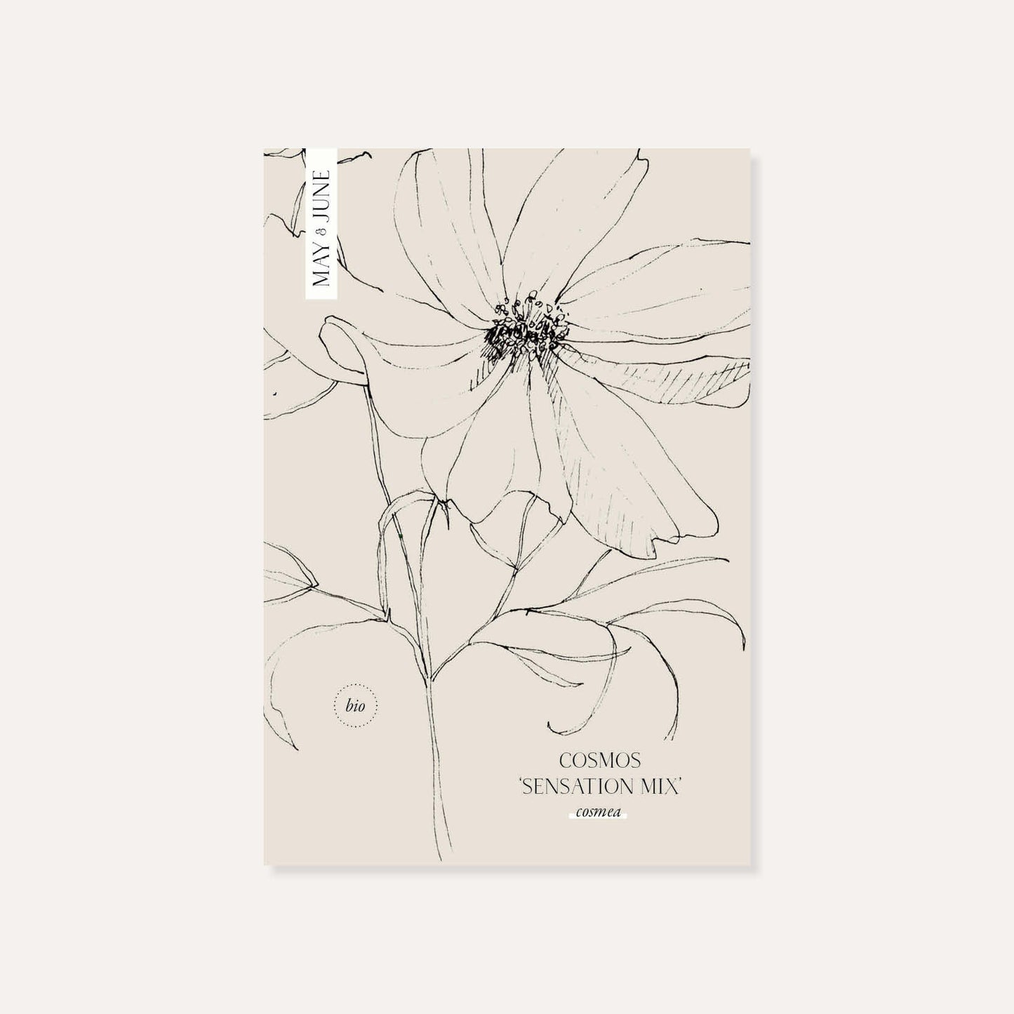 Cosmos bipinnatus 'Sensation Mix' (cosmea) BIO