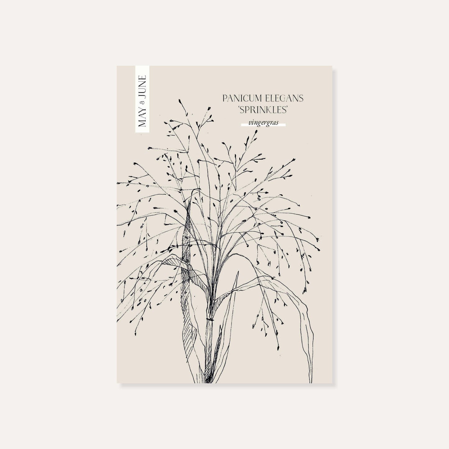 Panicum elegans ‘Sprinkles’ (vingergras)