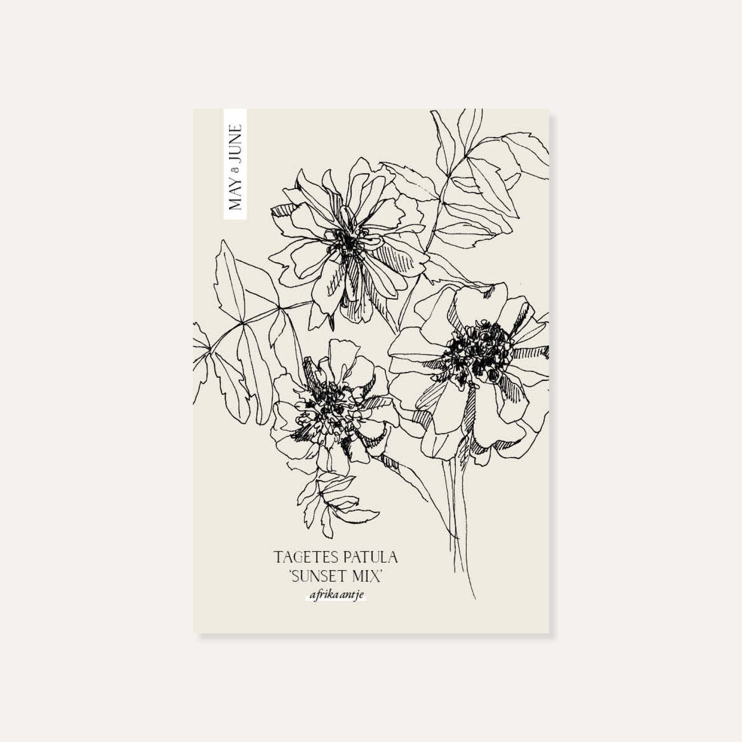 Tagetes patula 'Sunset mix' (afrikaantje)