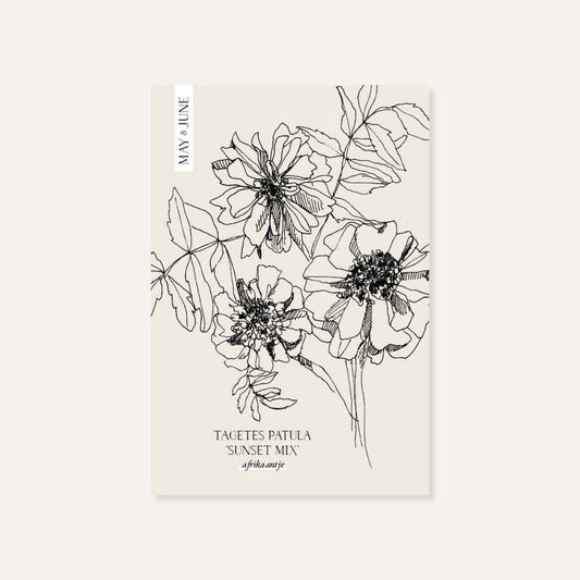 Tagetes patula 'Sunset mix' (afrikaantje)