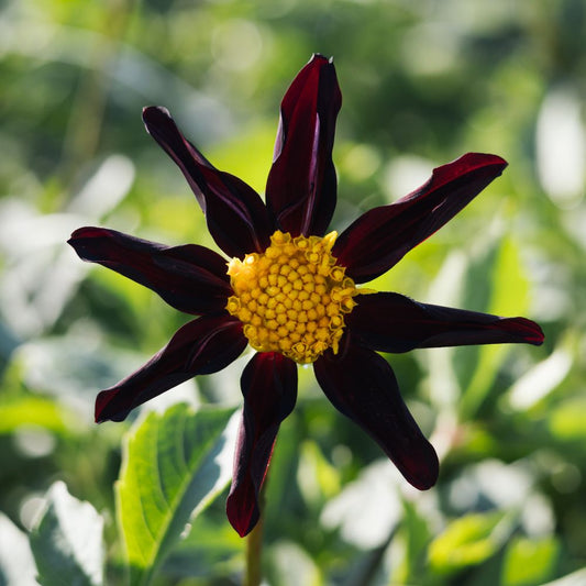 Dahlia 'Verrone's Obsidian'