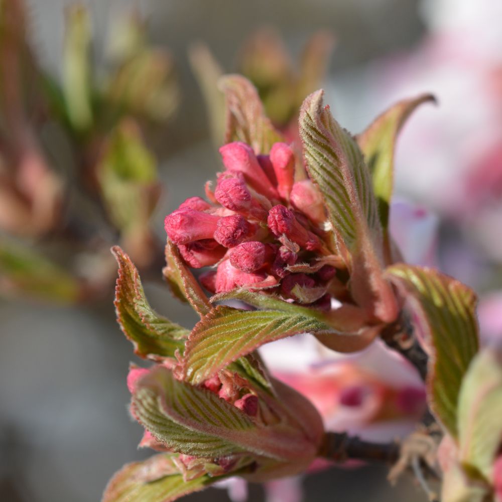 Viburnum bodnantense 'Charles Lamont' (sneeuwbal)