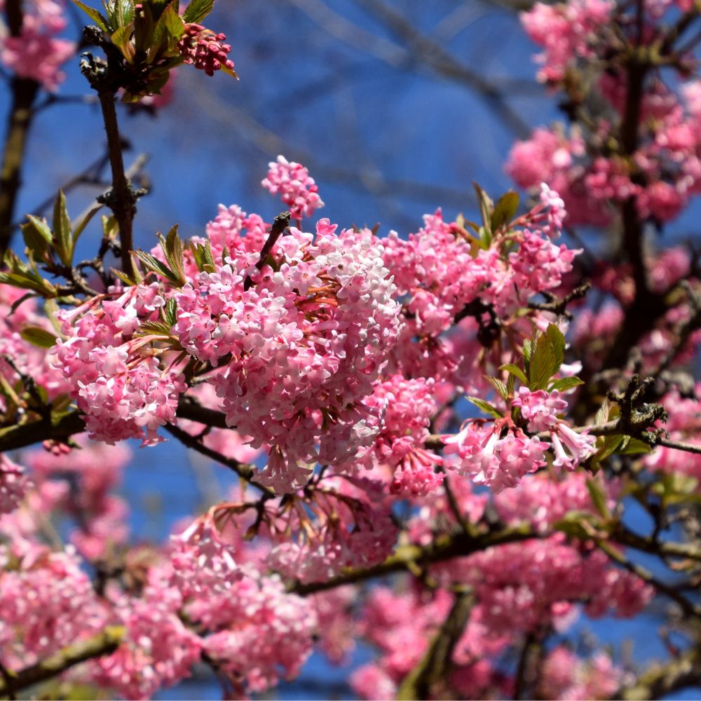 Viburnum bodnantense 'Charles Lamont' (sneeuwbal)