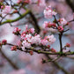Viburnum bodnantense 'Dawn' (sneeuwbal)