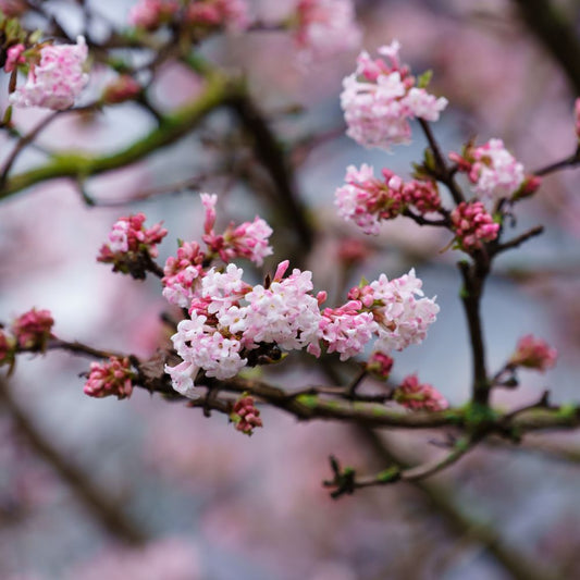 Viburnum bodnantense 'Dawn' (sneeuwbal)