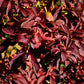 Viburnum bodnantense 'Dawn' (sneeuwbal)