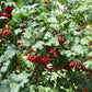 Viburnum opulus 'Compactum' (Gelderse roos)