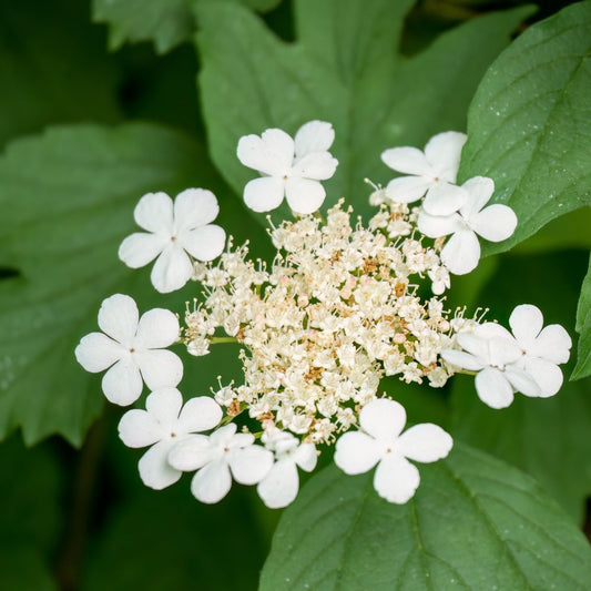 Viburnum opulus 'Compactum' (Gelderse roos)