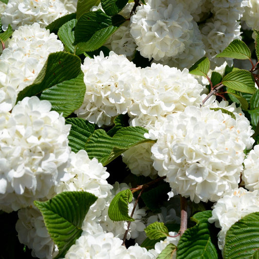 Viburnum opulus 'Roseum' (Gelderse roos)