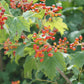 Viburnum opulus 'Roseum' (Gelderse roos)