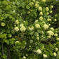 Viburnum opulus 'Roseum' (Gelderse roos)