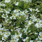 Viburnum plicatum 'Watanabe' (Japanse sneeuwbal)