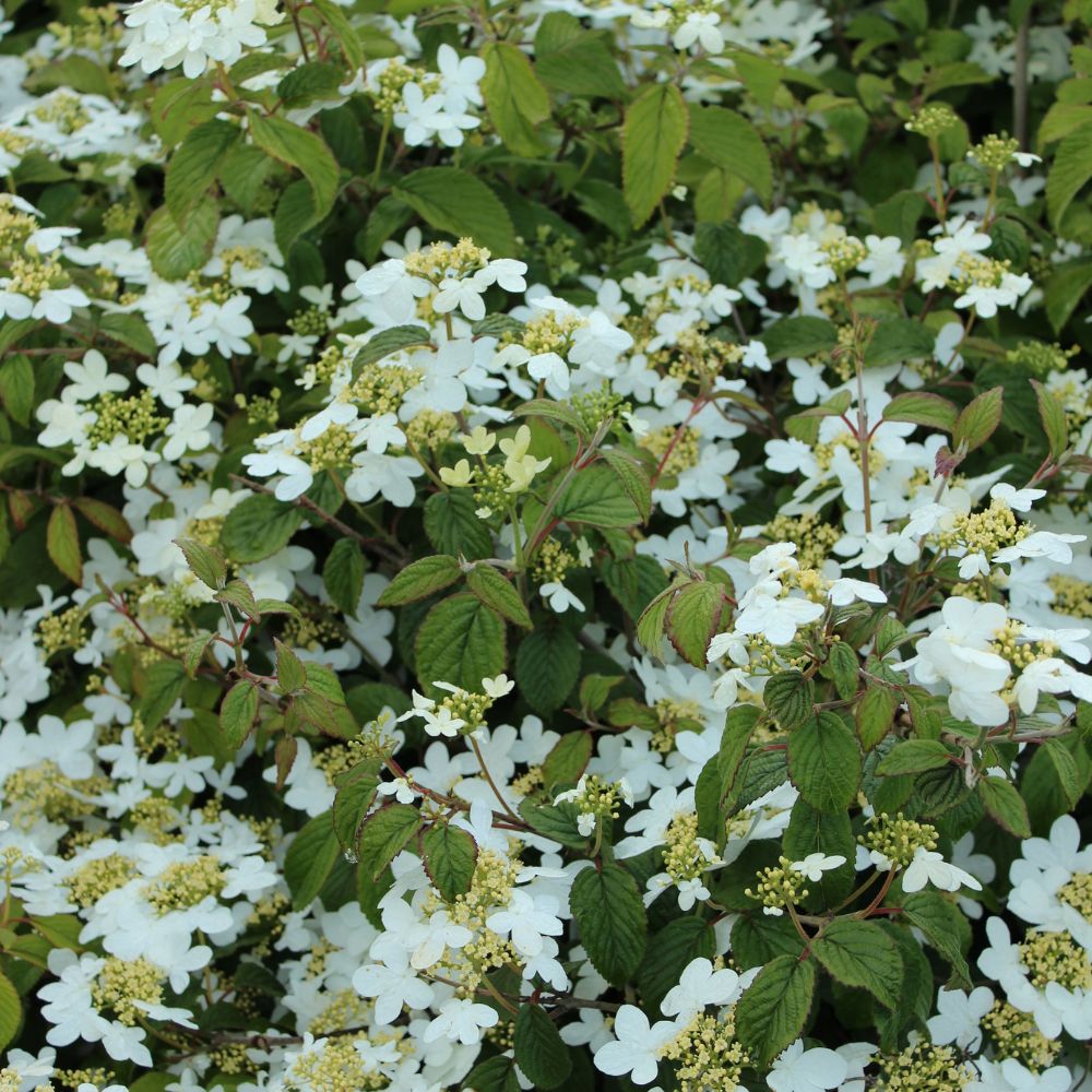 Viburnum plicatum 'Watanabe' (Japanse sneeuwbal)