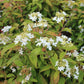 Viburnum plicatum 'Watanabe' (Japanse sneeuwbal)