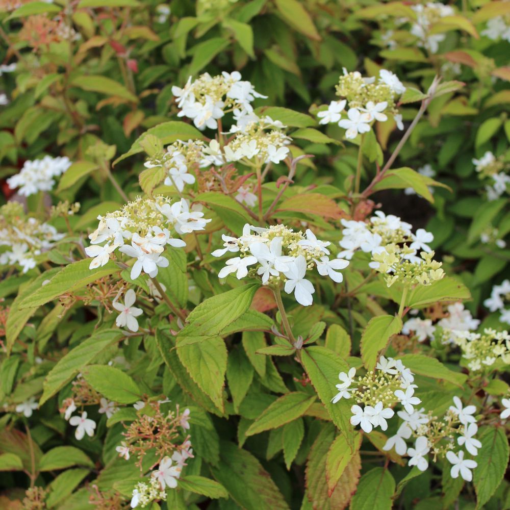 Viburnum plicatum 'Watanabe' (Japanse sneeuwbal)