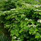 Viburnum plicatum 'Watanabe' (Japanse sneeuwbal)