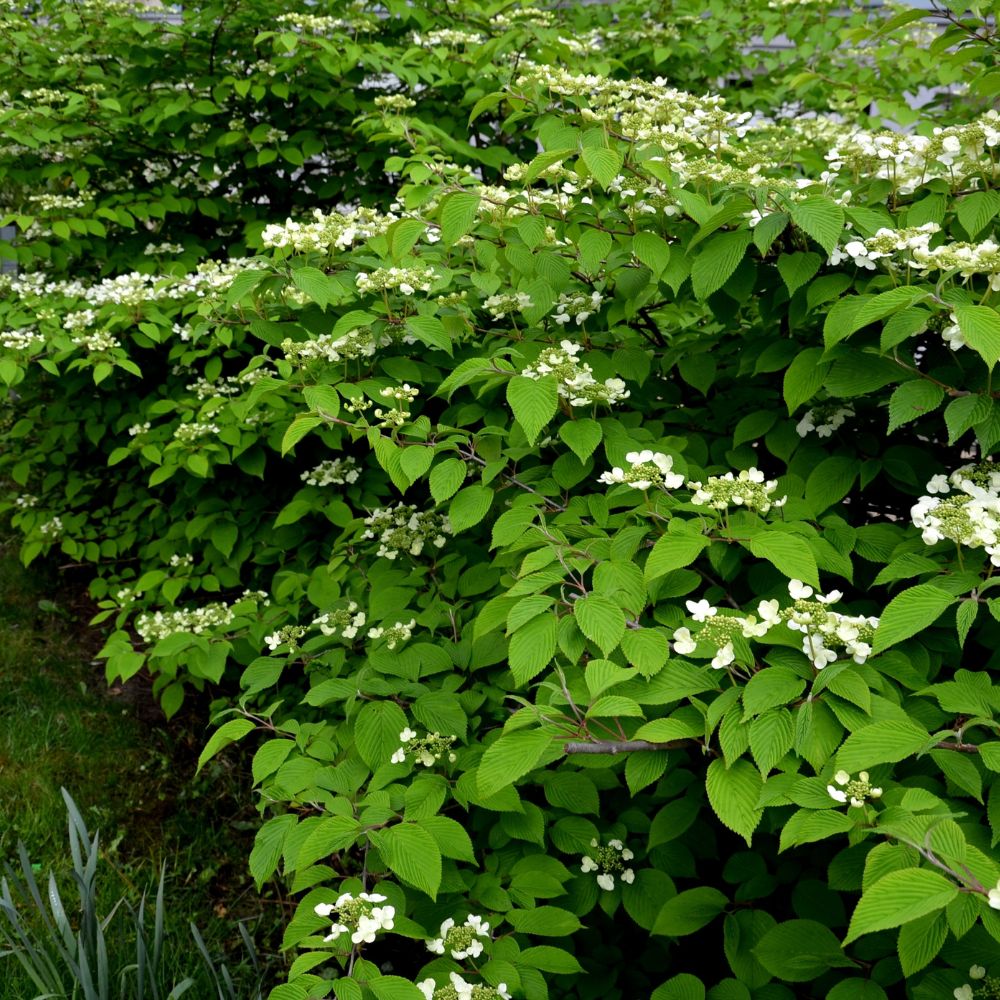 Viburnum plicatum 'Watanabe' (Japanse sneeuwbal)