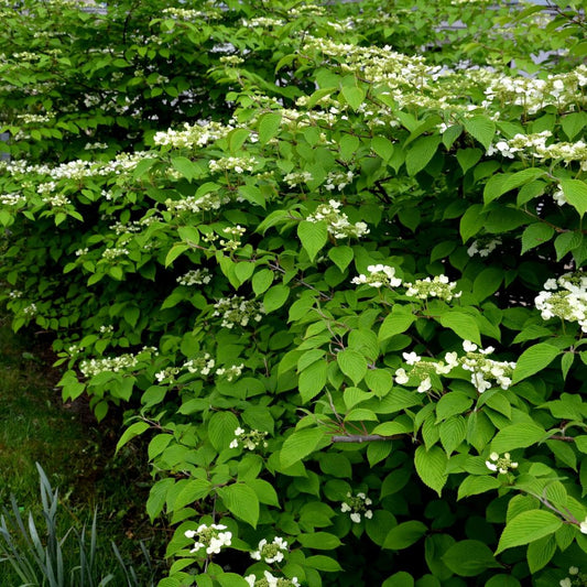 Viburnum plicatum 'Watanabe' (Japanse sneeuwbal)
