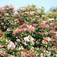 Viburnum tinus (sneeuwbal)