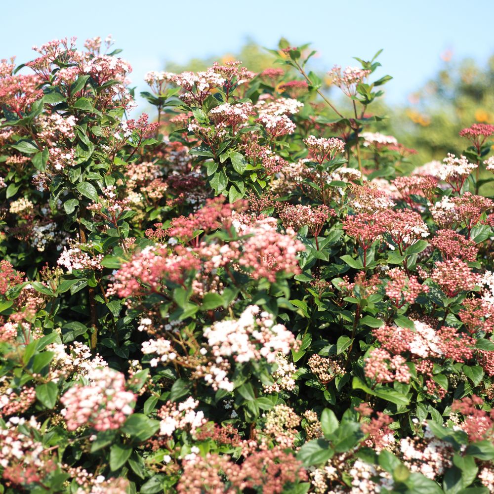 Viburnum tinus (sneeuwbal)