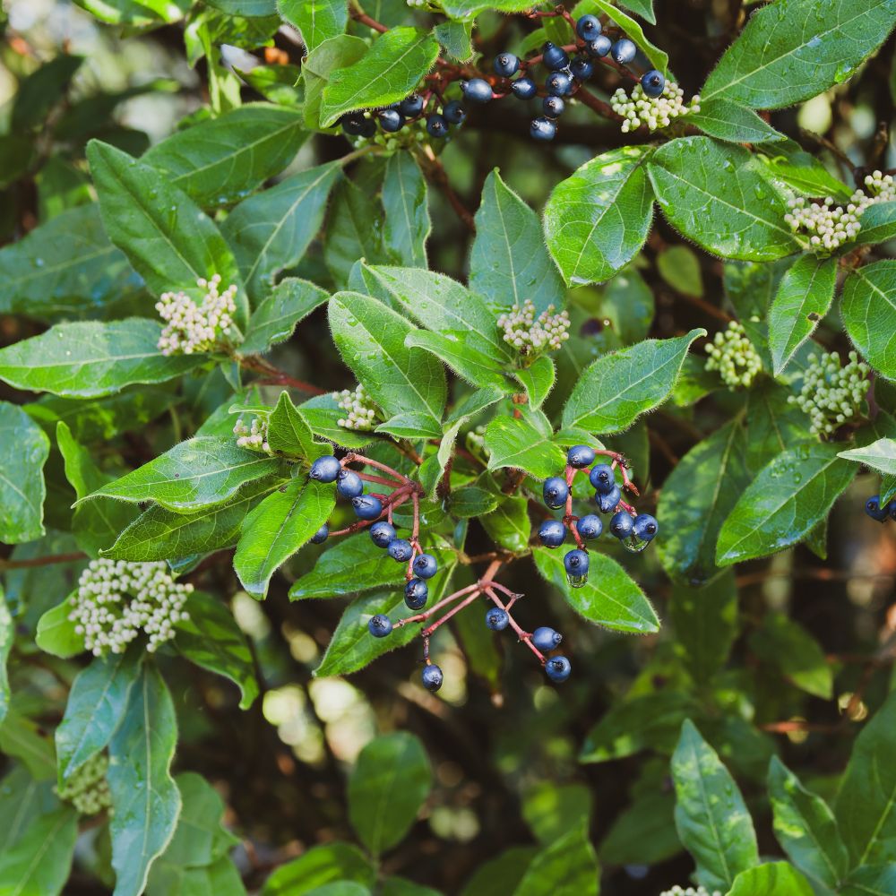 Viburnum tinus (sneeuwbal)