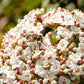 Viburnum tinus (sneeuwbal)
