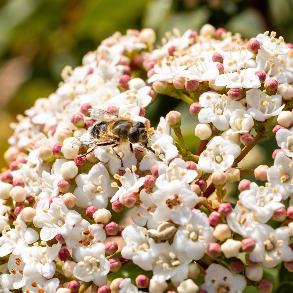 Viburnum tinus (sneeuwbal)