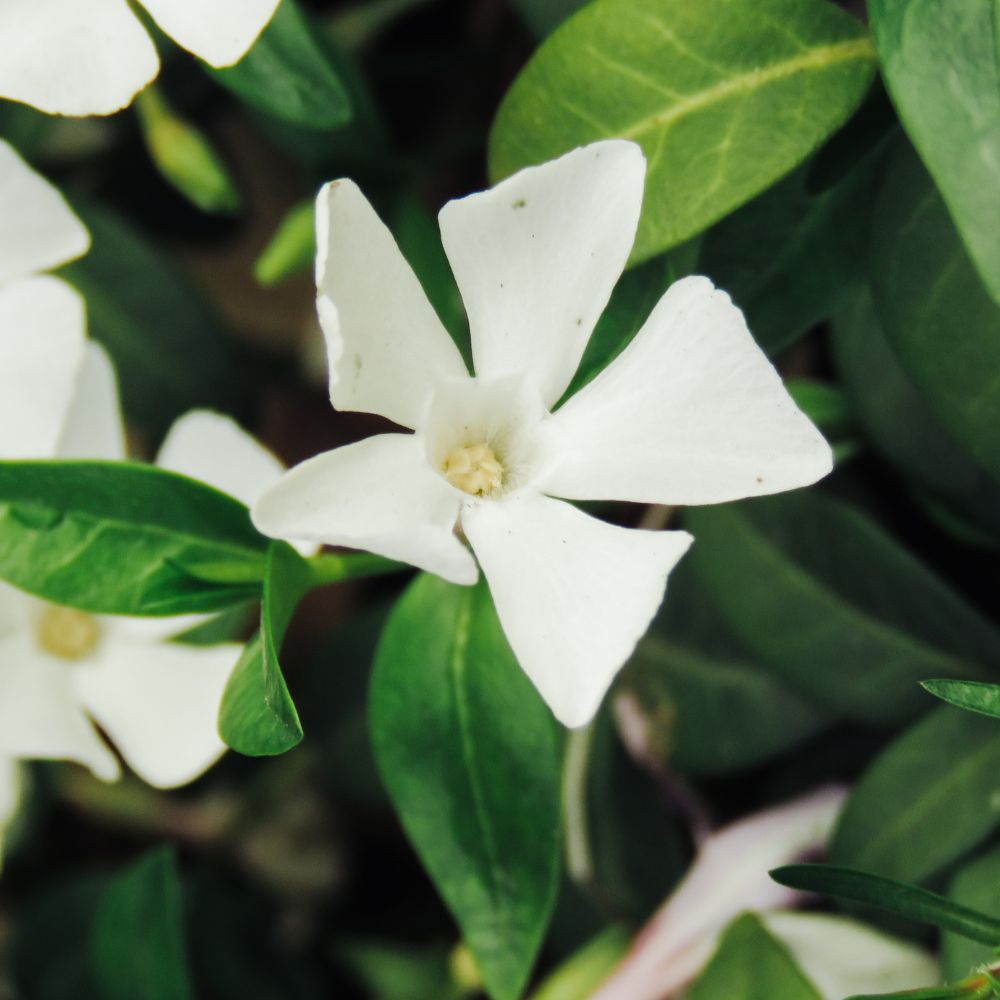 Vinca minor 'Alba' (maagdenpalm)