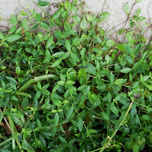 Vinca minor 'Alba' (maagdenpalm)