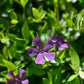 Vinca minor 'Atropurpurea' (maagdenpalm)