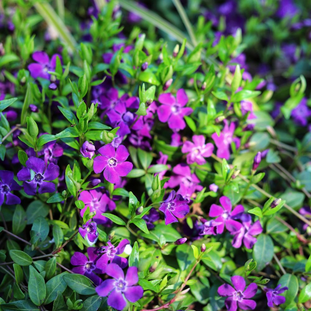 Vinca minor 'Atropurpurea' (maagdenpalm) BIO