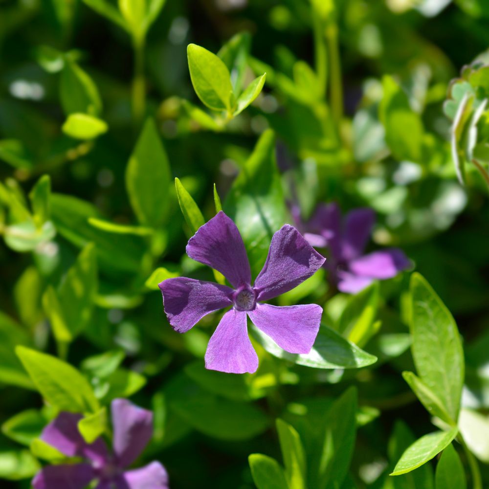 Vinca minor 'Atropurpurea' (maagdenpalm) BIO