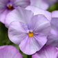 Viola cornuta 'Sorbet Lavender Pink' (hoornviooltje)