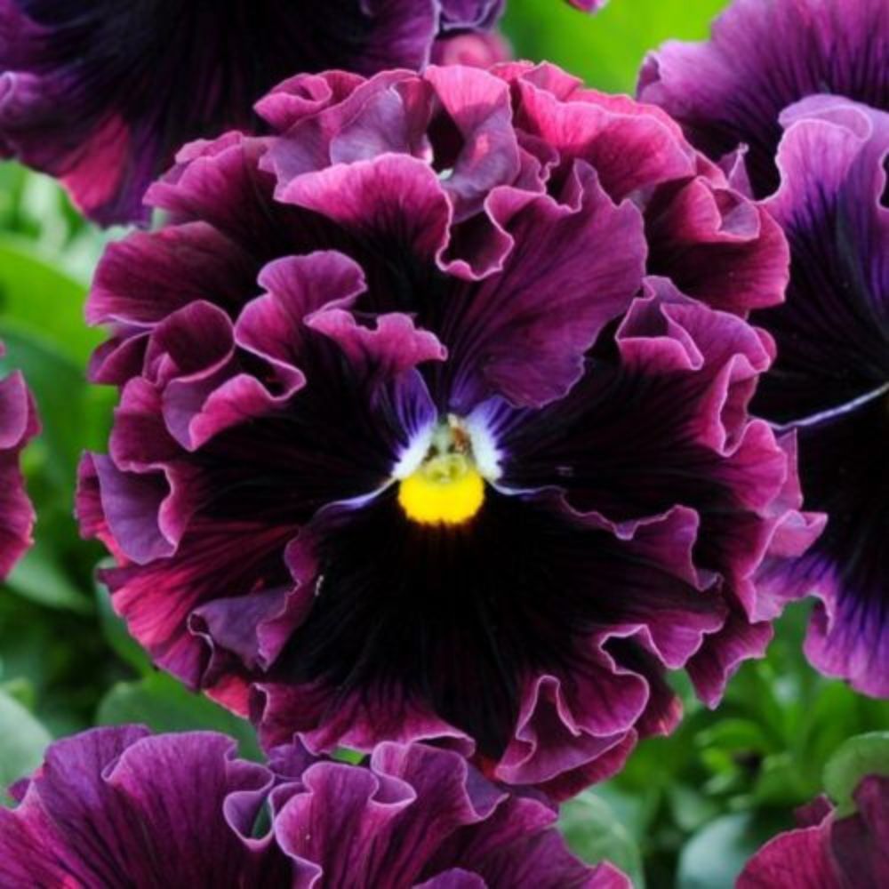 Viola cornuta 'Frizzle Sizzle Burgundy' (hoornviooltje)