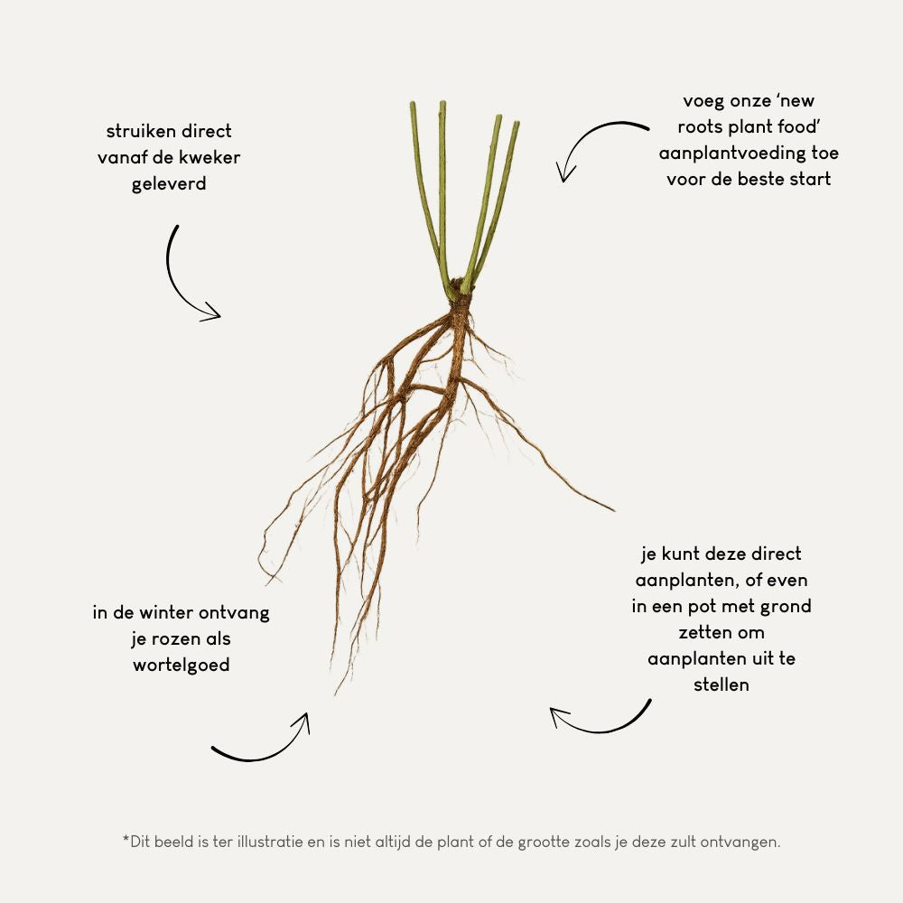 Rosa 'Kew Gardens' (struikroos)