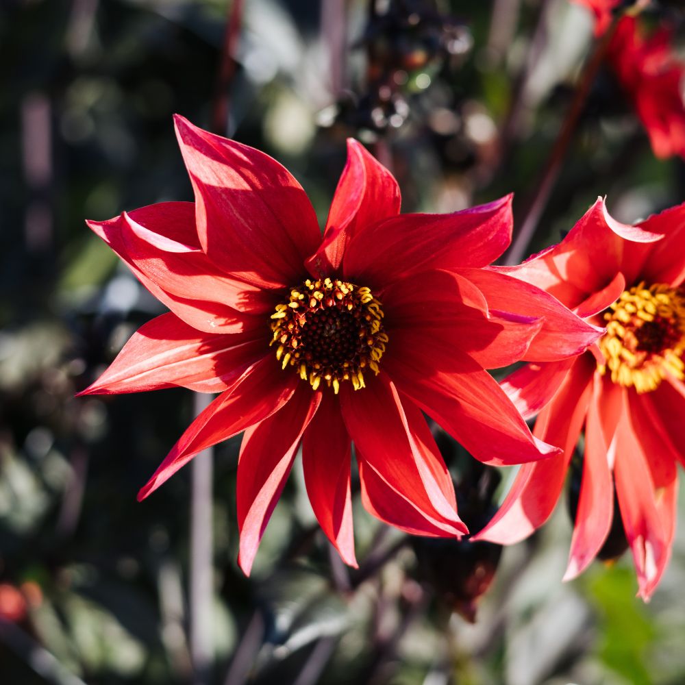 Dahlia 'Waltzing Mathilda'