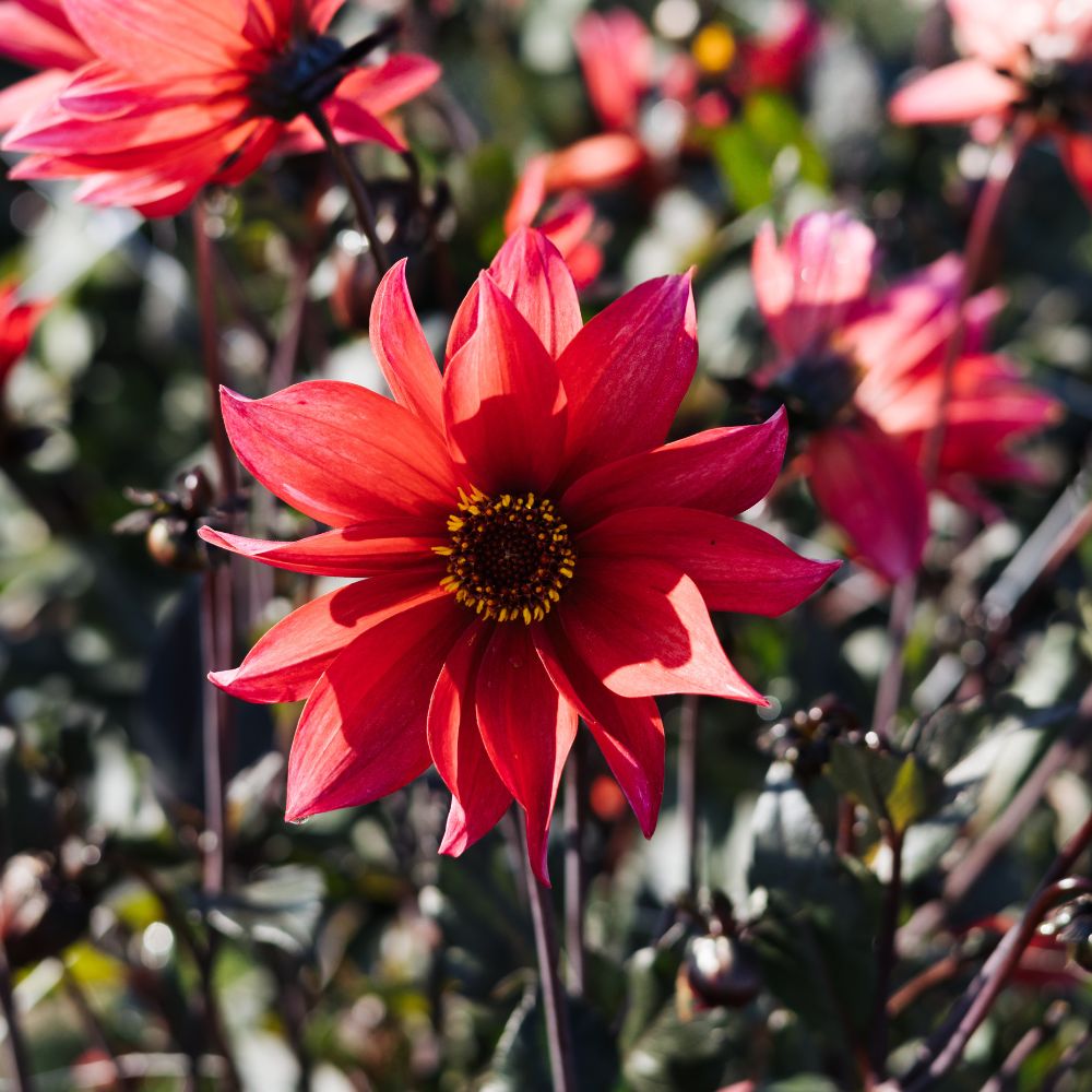 Dahlia 'Waltzing Mathilda'