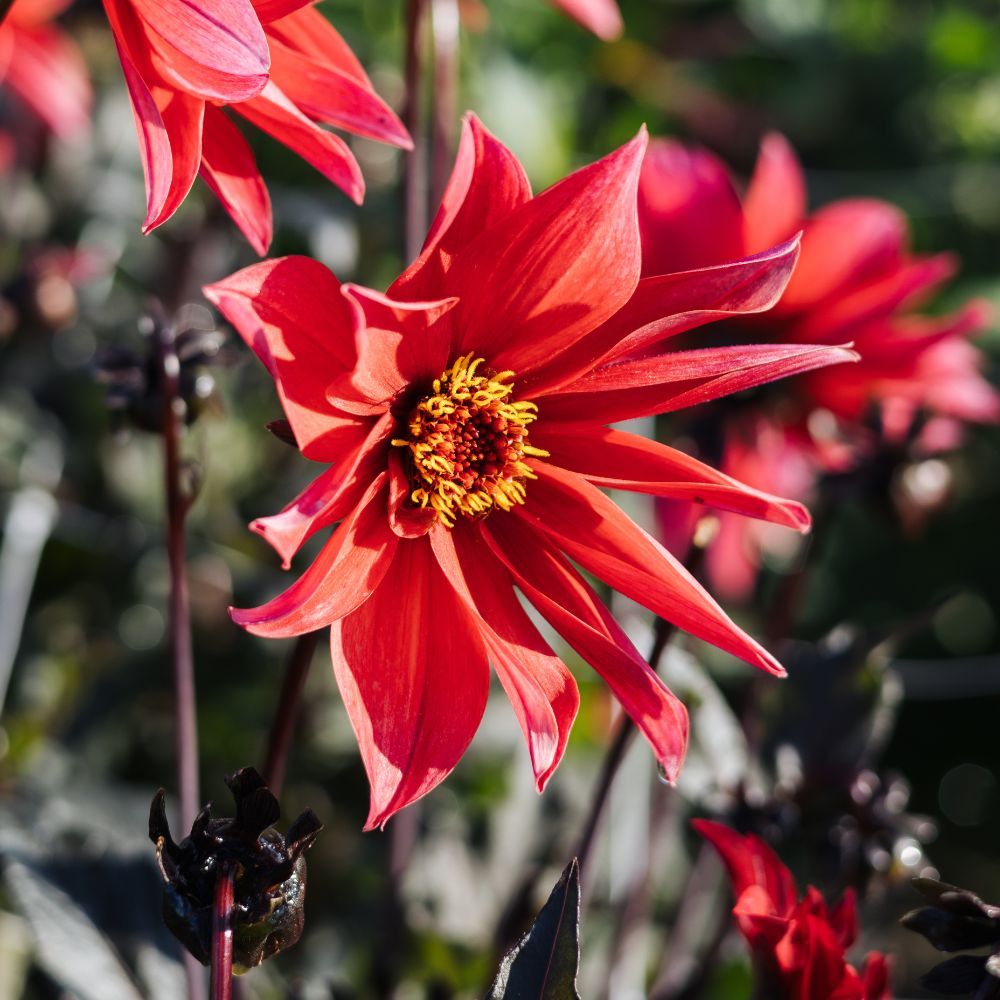 Dahlia 'Waltzing Mathilda'