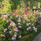 Rosa 'Wildeve' (struikroos)