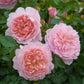 Rosa 'Wildeve' (struikroos)