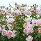 Rosa 'Wildeve' (struikroos)