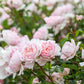 Rosa 'Wildeve' (struikroos)