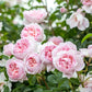 Rosa 'Wildeve' (struikroos)