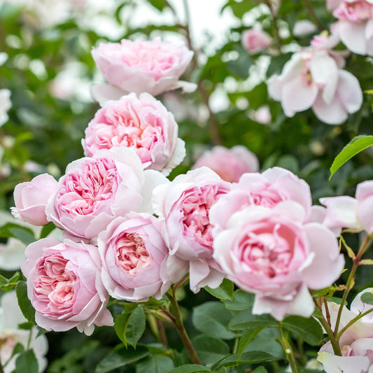Rosa 'Wildeve' (struikroos)