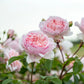 Rosa 'Wildeve' (struikroos)