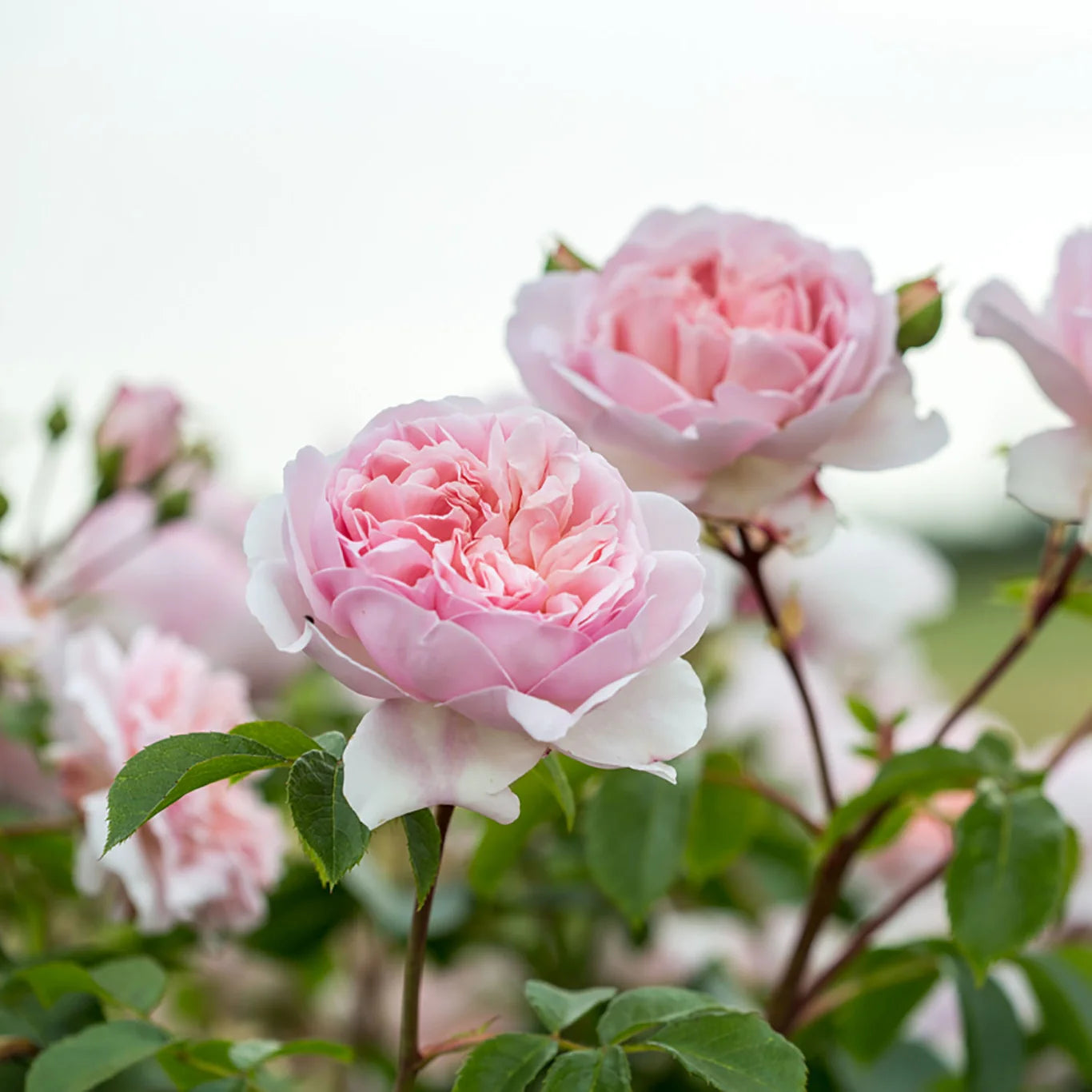 Rosa 'Wildeve' (struikroos)