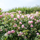 Rosa 'Wildeve' (struikroos)