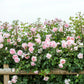 Rosa 'Wildeve' (struikroos)