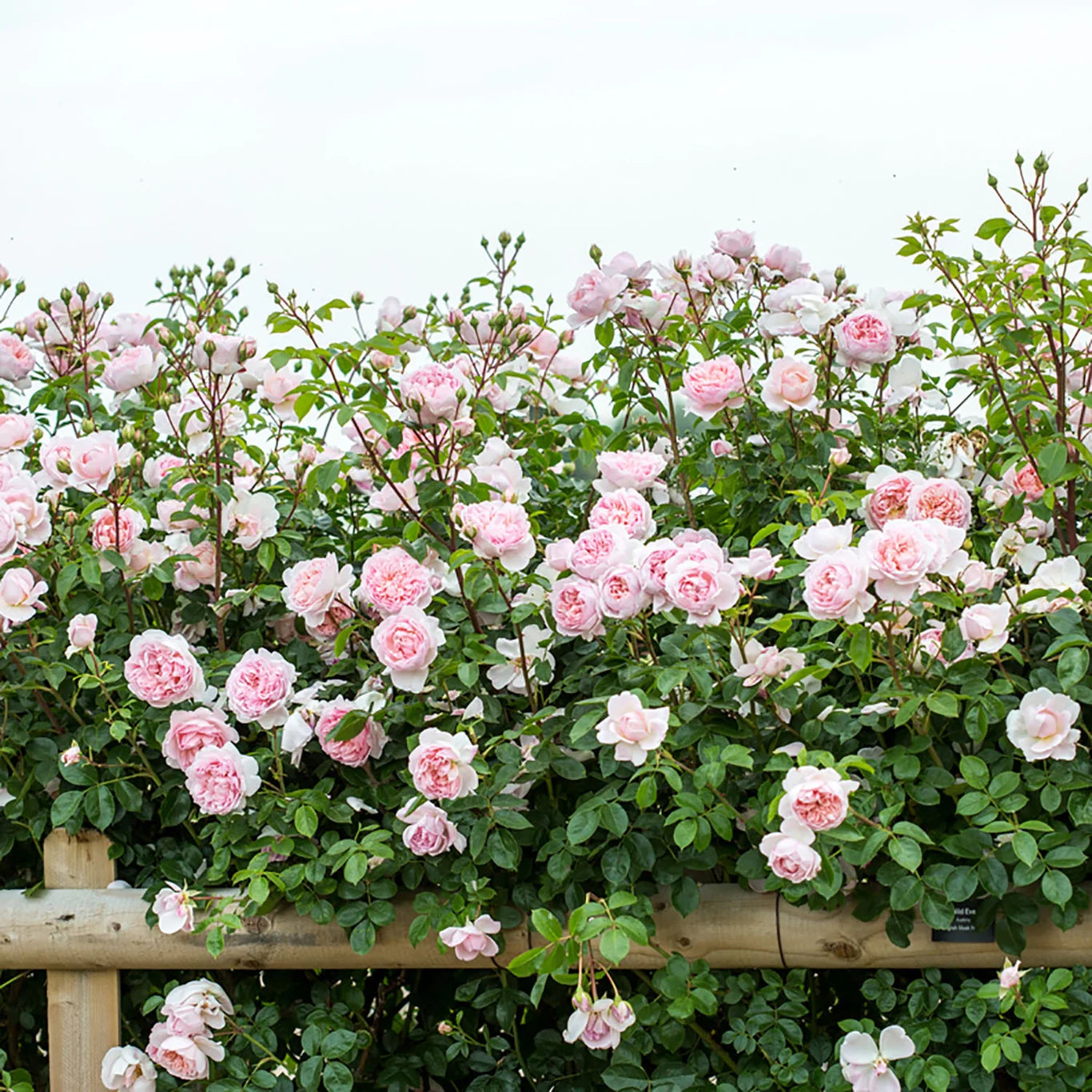 Rosa 'Wildeve' (struikroos)