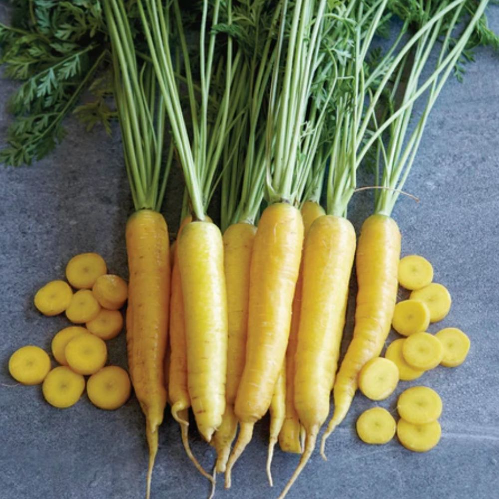 Zomerwortel 'Yellowstone F1' BIO